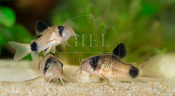 079049 Panda Panzerwelse