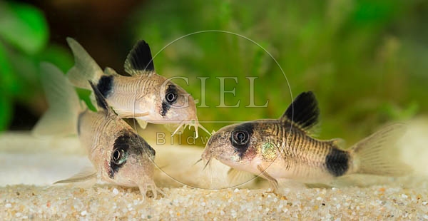 079050 Panda Panzerwelse