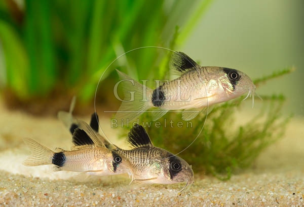 079051 Panda Panzerwelse