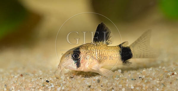 079052 Panda Panzerwels