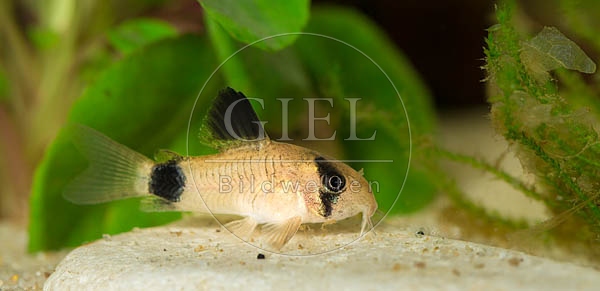 079053 Panda Panzerwels