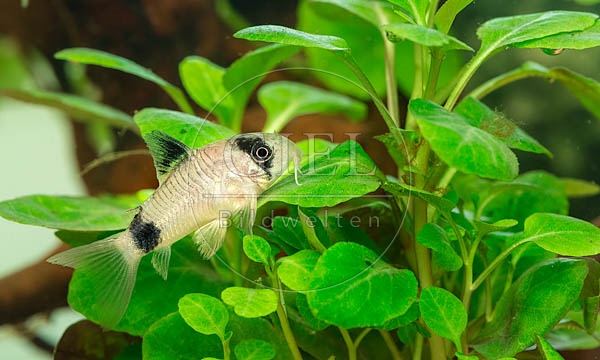 079054 Panda Panzerwels