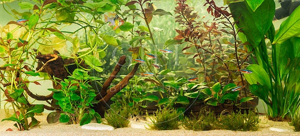 079074 Blick in ein Aquarium