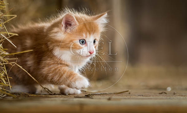 079388 junge Norwegische Waldkatze