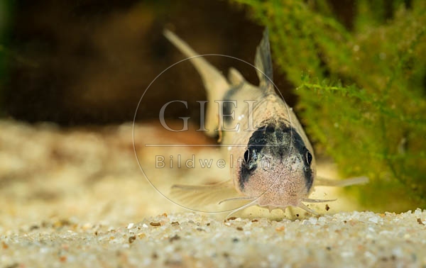 079776 Panda Panzerwels