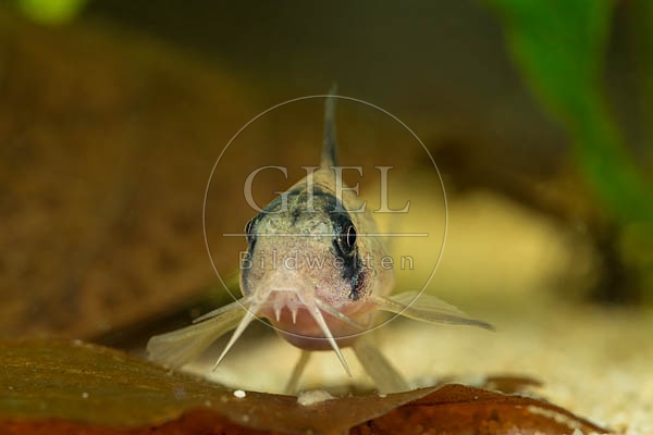 079777 Panda Panzerwels