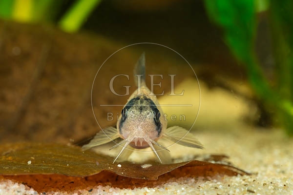 079778 Panda Panzerwels