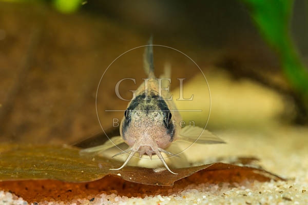 079779 Panda Panzerwels