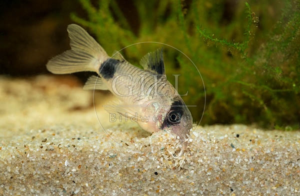 079780 Panda Panzerwels