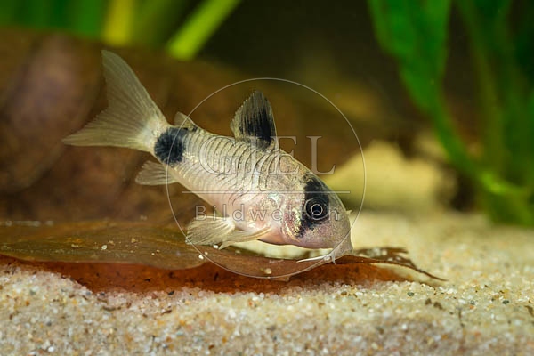 079781 Panda Panzerwels