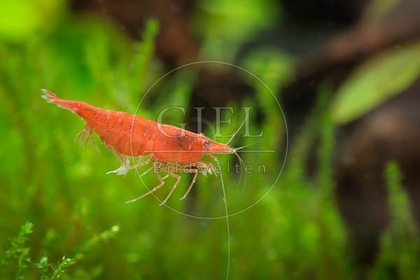 079834 Sakura Garnele