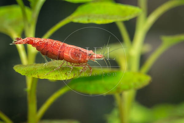 079835 Sakura Garnele