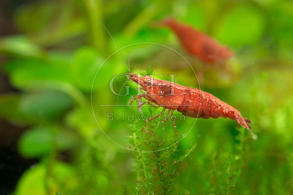 079836 Sakura Garnele