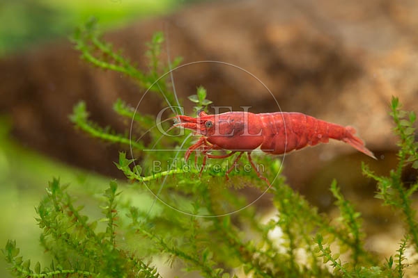 079837 Sakura Garnele