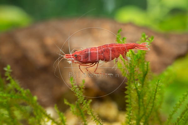 079838 Sakura Garnele