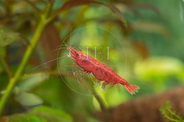 079839 Sakura Garnele