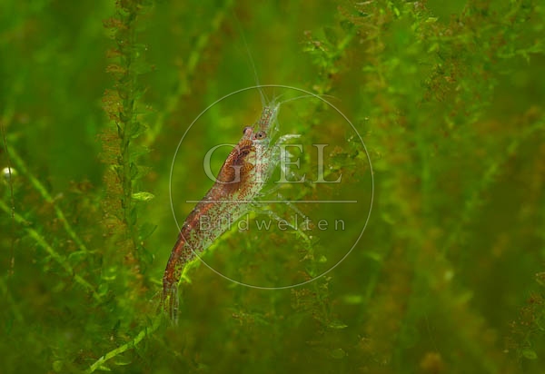 079841 junge Sakura Garnele