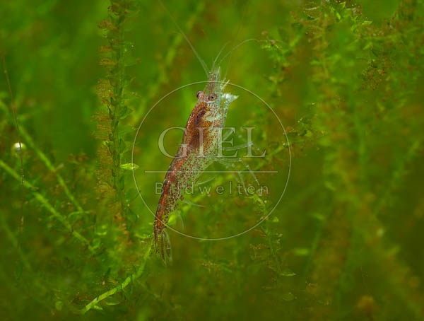 079842 junge Sakura Garnele