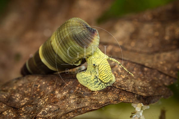 079844 Gelbe Perlhuhnschnecke