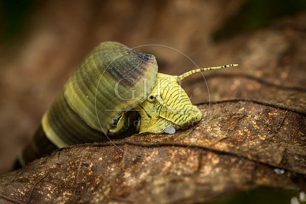 079845 Gelbe Perlhuhnschnecke