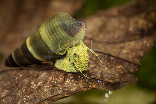 079846 Gelbe Perlhuhnschnecke