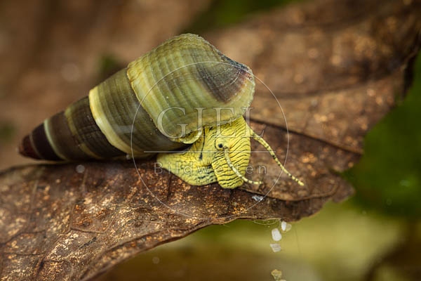 079847 Gelbe Perlhuhnschnecke