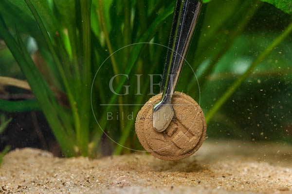079849 Duengetablette fuer Aquariumpflanzen