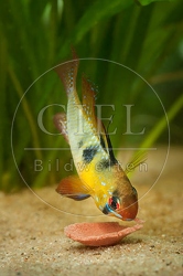 079851 Schmetterlingsbuntbarsch