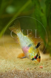 079852 Schmetterlingsbuntbarsch