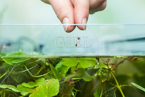 079856 Hand streut Fischfutter in das Aquarium