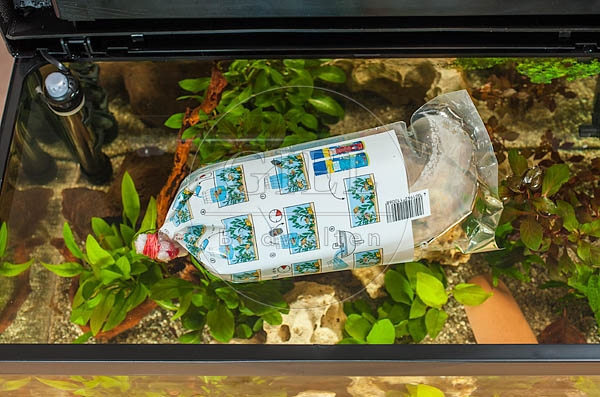 079864 Fische kaufen, Fische in das Aquarium einsetzen, Stepp 2