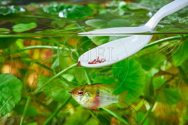 080018 Rote Mueckenlarven werden mit Loeffel in das Aquarium gegeben