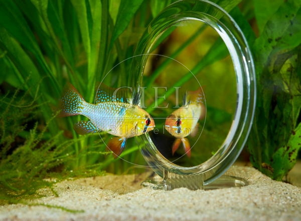 080024 Schmetterlingsbuntbarsch vor Spiegel