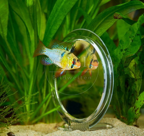 080025 Schmetterlingsbuntbarsch vor Spiegel