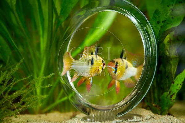 080026 Schmetterlingsbuntbarsch vor Spiegel