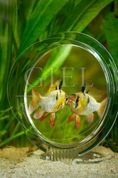 080027 Schmetterlingsbuntbarsch vor Spiegel