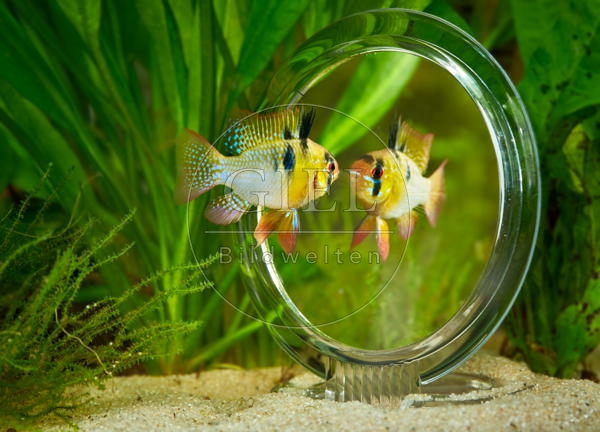 080028 Schmetterlingsbuntbarsch vor Spiegel