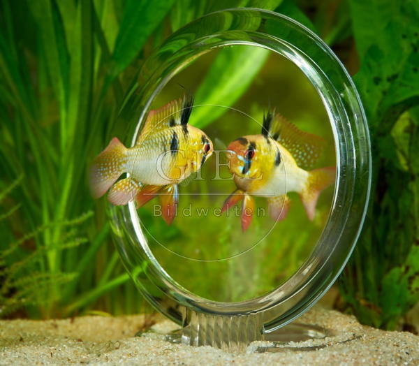 080029 Schmetterlingsbuntbarsch vor Spiegel