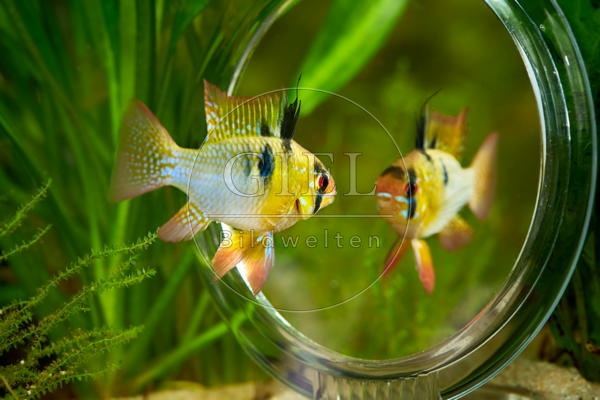 080030 Schmetterlingsbuntbarsch vor Spiegel