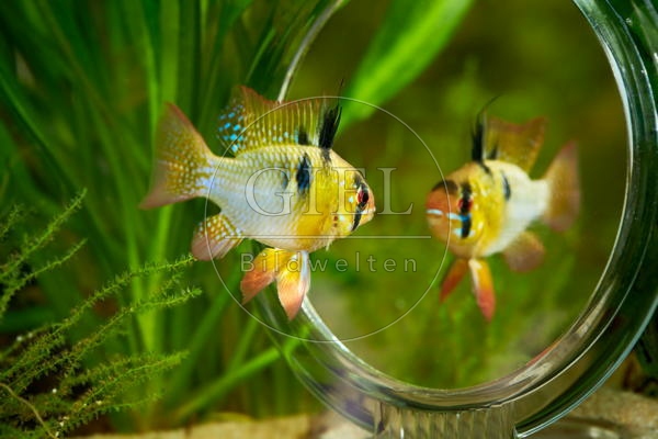 080031 Schmetterlingsbuntbarsch vor Spiegel
