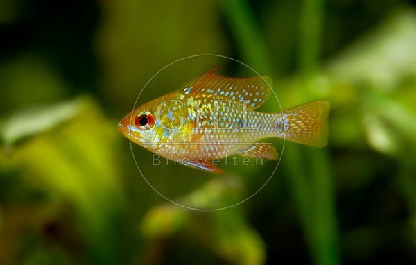 083477 Schmetterlingsbuntbarsch