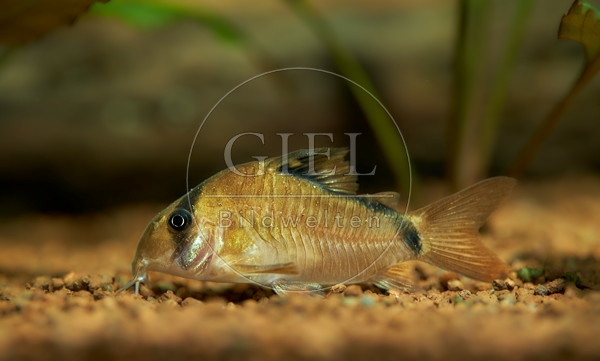 083478 Panda Panzerwels