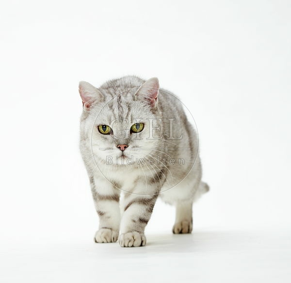 083751 Britisch Kurzhaar Katze