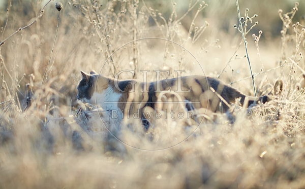 083957 Britisch Kurzhaar Katze