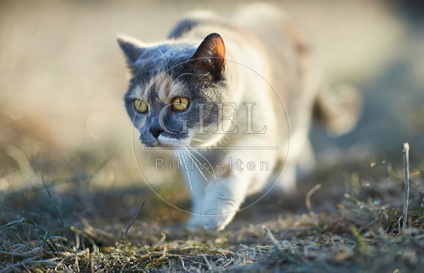 083977 Britisch Kurzhaar Katze