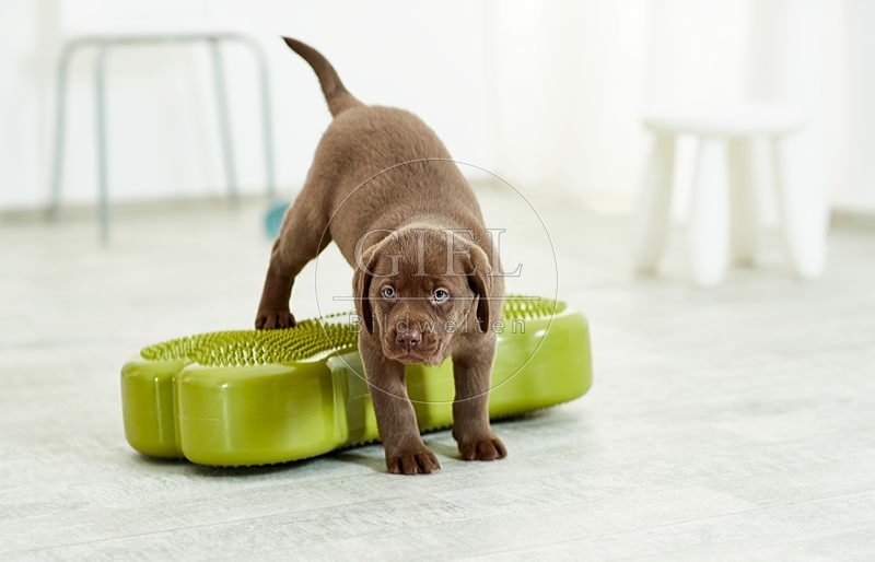 090529 Labrador Retriever Welpe