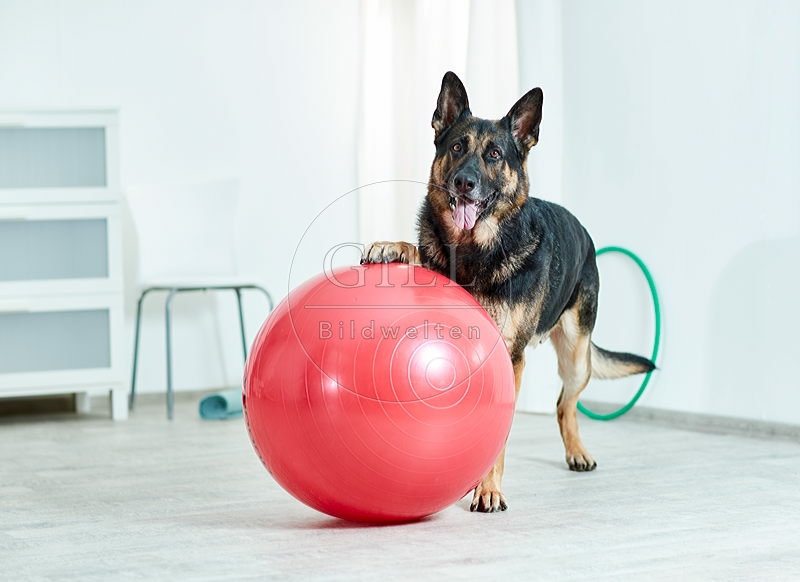 090552 Deutscher Schaeferhund