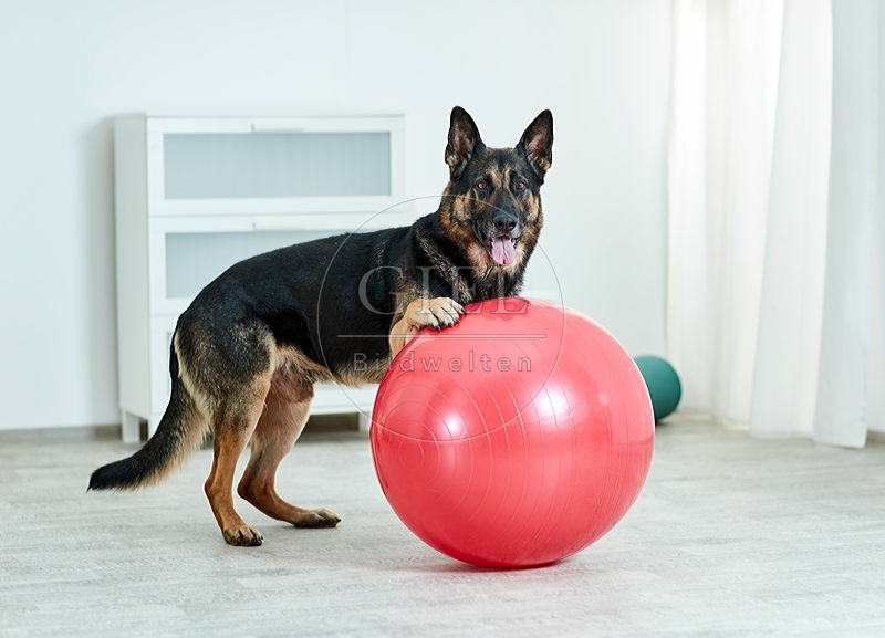 090553 Deutscher Schaeferhund