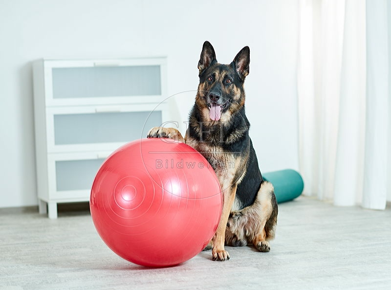 090554 Deutscher Schaeferhund