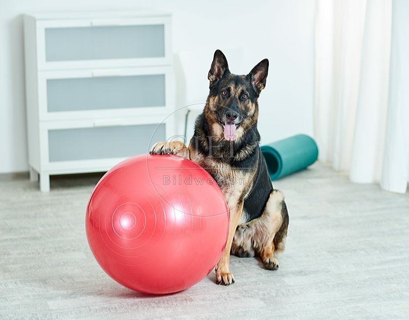 090555 Deutscher Schaeferhund